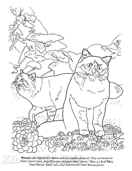 Birman_Cat_Coloring_Pages_005.jpg