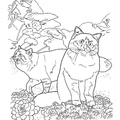 Birman_Cat_Coloring_Pages_005.jpg