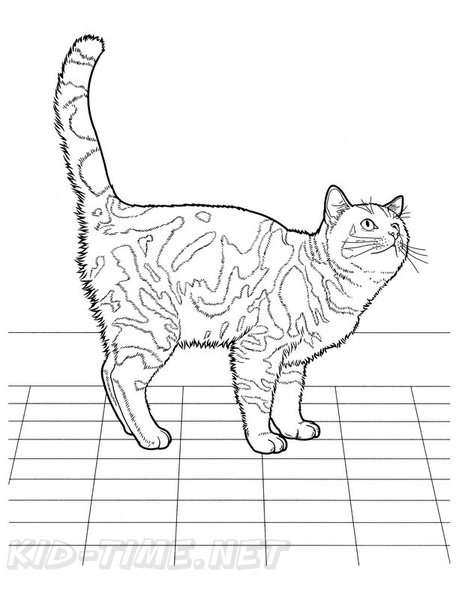 British_Shorthair_Cat_Coloring_Pages_001.jpg