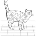 British_Shorthair_Cat_Coloring_Pages_001.jpg