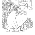Chartreux Cat Breed Coloring Book Page