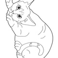 Cornish_Rex_Cat_Coloring_Pages_002.jpg