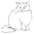 Himalayan_Cat_Coloring_Pages_005.jpg