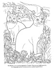 Korat Cat Breed Coloring Book Page