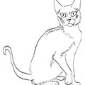 Korat Cat Breed Coloring Book Page