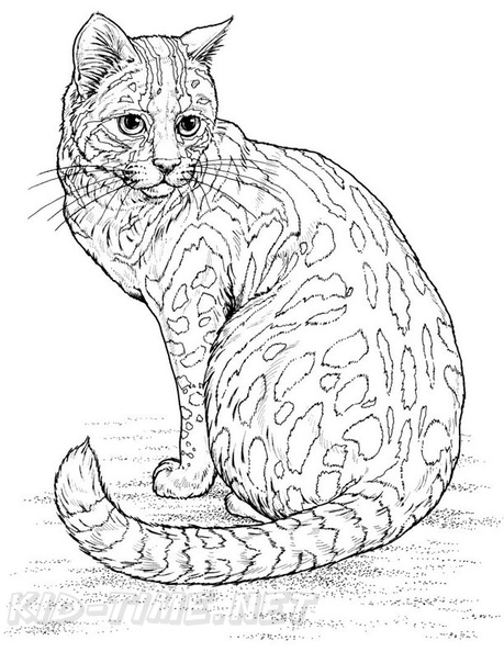 Leopard_Cat_Cat_Coloring_Pages_001.jpg