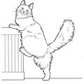 Maine_Coon_Cat_Coloring_Pages_001.jpg
