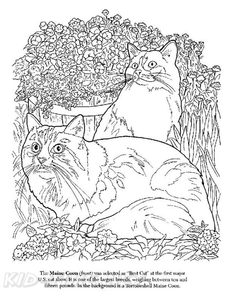 Maine_Coon_Cat_Coloring_Pages_002.jpg