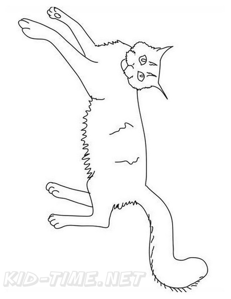 Maine_Coon_Cat_Coloring_Pages_003.jpg