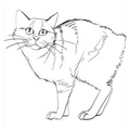 Manx_Cat_Coloring_Pages_004.jpg