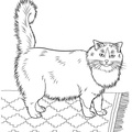 Persian_Cat_Coloring_Pages_004.jpg
