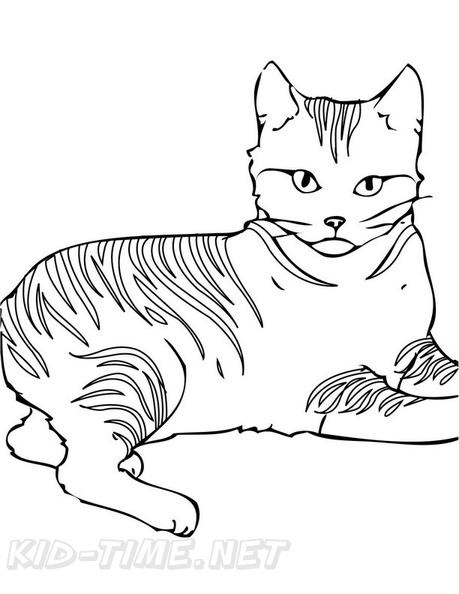 Pixie_Bob_Cat_Coloring_Pages_001.jpg