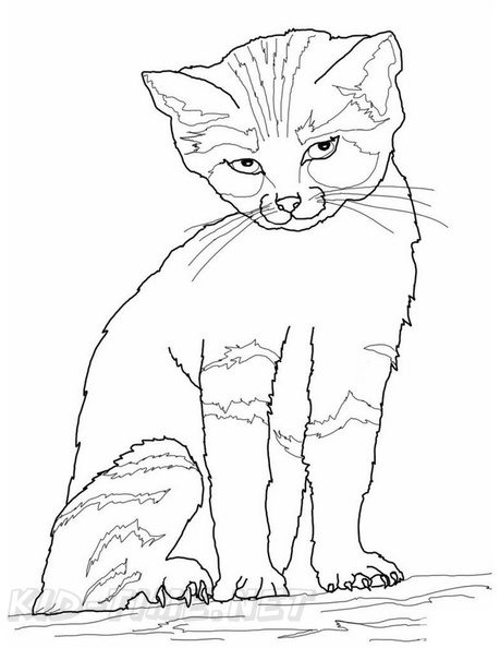 Realistic_Cat_Cat_Coloring_Pages_007.jpg