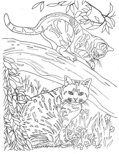 Realistic Cats Coloring Book Page | Free Coloring Book Pages Printables
