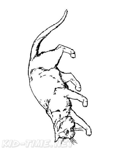 Realistic_Cat_Cat_Coloring_Pages_019.jpg