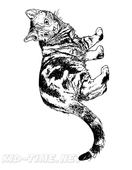 Realistic_Cat_Cat_Coloring_Pages_025.jpg