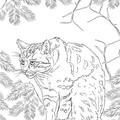 Scottish_Wildcat_Cat_Coloring_Pages_001.jpg