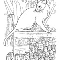 Siamese_Cat_Coloring_Pages_009.jpg