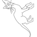 Siamese_Cat_Coloring_Pages_015.jpg