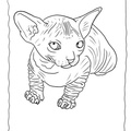 Canadian_Sphynx_Cat_Coloring_Pages_006.jpg