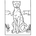 Cheetah_Coloring_Pages_013.jpg