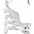 Cheetah_Coloring_Pages_014.jpg