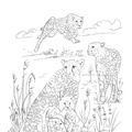 Cheetah_Coloring_Pages_023.jpg
