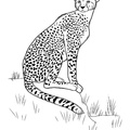 Cheetah_Coloring_Pages_025.jpg