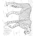 Cheetah_Coloring_Pages_037.jpg