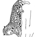 Cheetah_Coloring_Pages_064.jpg