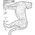 Cheetah_Coloring_Pages_115.jpg