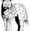 Coyote_Coloring_Pages_001.jpg