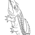 Crocodile_Coloring_Pages_038.jpg
