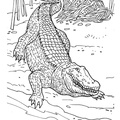 Crocodile_Coloring_Pages_049.jpg