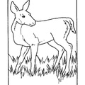 Deer Coloring Pages 002