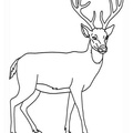 Deer Coloring Pages 023