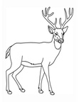 Deer Coloring Pages 023