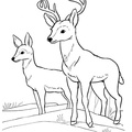 Deer_Coloring_Pages_027.jpg