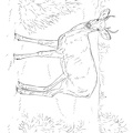 Deer Coloring Pages 028