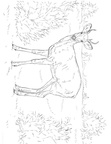 Deer Coloring Pages 028