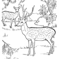 Deer Coloring Pages 040