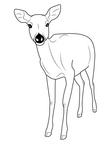 Deer Coloring Pages 050
