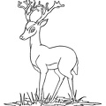 Deer Coloring Pages 052