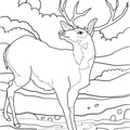 Deer_Coloring_Pages_059.jpg