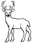 Deer Coloring Pages 063