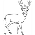 Deer Coloring Pages 069