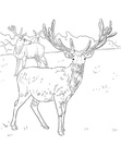Deer Coloring Pages 070
