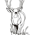 Deer_Coloring_Pages_075.jpg