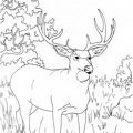 Deer Coloring Pages 076