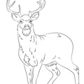 Deer Coloring Pages 080